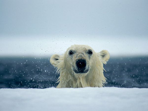Polar bear